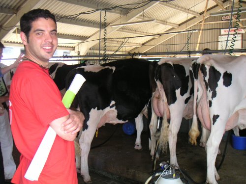 Gregorio en una explotacin con vacas