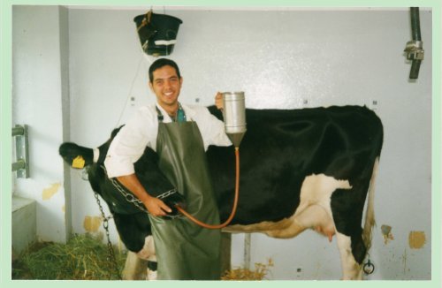 Tratando a una vaca mediante una sonda esofgica