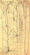 Ilustracin de Cajal