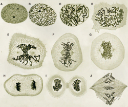 Dibujos de mitosis en clulas del tritn (A-I) del libro de W. Flemming, Zellsubstanz, kern und zelltheilung (Verlag Vogel, Leipzig, 1882)